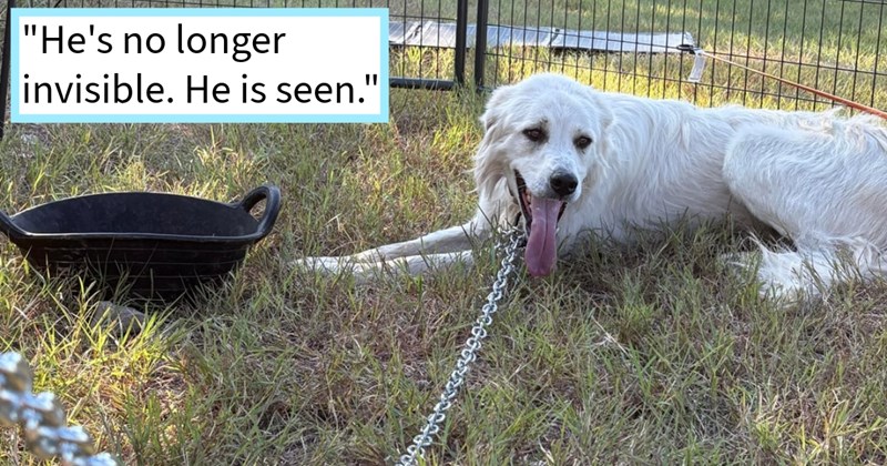 Great Pyrenees dog who was chased farm he was meant protect resident livestock guardian dog finally trapped found foster home after months abandonment intense Texas heat, rescuer says: ‘He’s no longer disposable. He is loved.’ | thumbnail includes one image which shows a large white dog lying on floor panting chained to fence on grass ‘“He’s no longer invisible. He is seen.”’