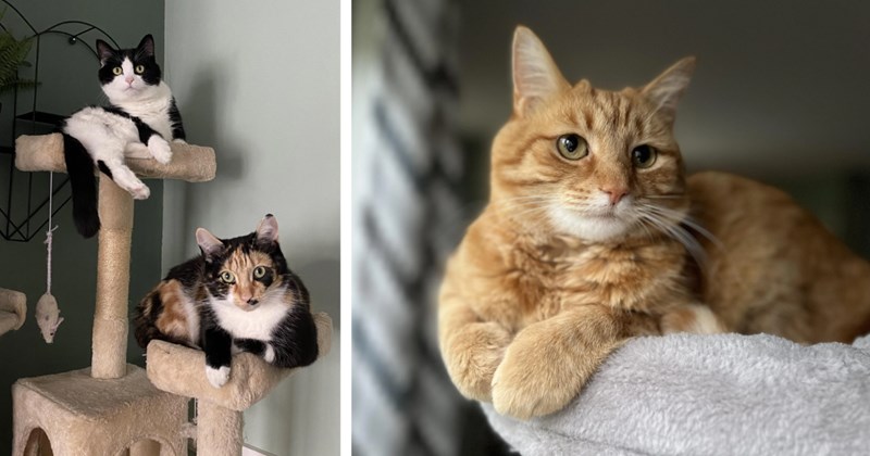 22 Chill Pics Cats Kicking Back their Carefully Crafted Trees | thumbnail includes two images one image shows two cats lying on platforms of a cat tree looking inquisitively at camera, the other image shows an orange cat loafing on a cat tree