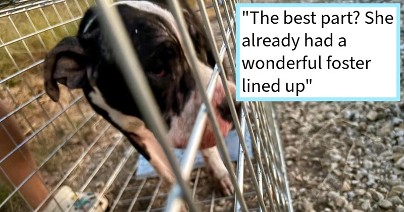 Dumped Texan pit bull found deeply neglected condition immediately taken foster home after willingly entering rescue trap, rescuers say: ‘She's now settling where she'll finally get care, comfort, and love she's always deserved.’ | thumbnail includes one image which shows a black and white pit bull in a metal cage ‘“The best part? She already had a wonderful foster lined up”’