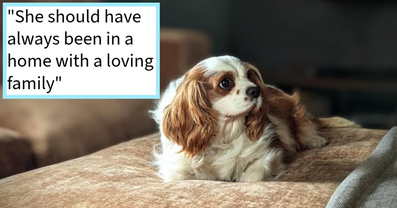 Ex-puppy mill momma dog adopted loving family after spending years being disease ridden confined kennel finally overcomes her hardship become: ‘A relentlessly happy Cavalier today.’ | thumbnail includes one image which shows a white and brown dog lying on a couch ‘“She should have always been in a home with a loving family”’