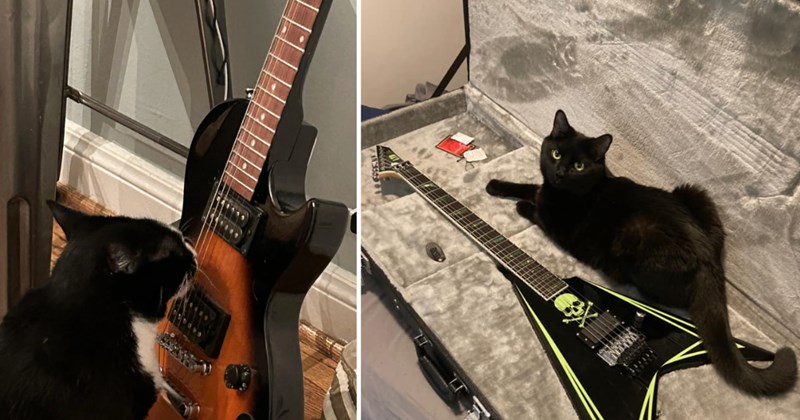 21 pictures of cats | thumbnail includes two pictures of cats 