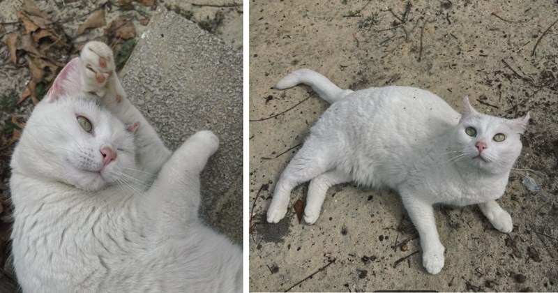 Beautiful angelic cat dropped off on side of the road in Georgia, caring family finds her and brings her to their home to adopt her: 'We definitely don’t take having her for granted'