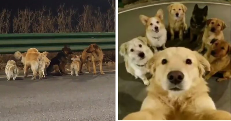 Seven stolen dogs go viral in China after escaping from illegal transport truck, they travel 10.5 miles back to their owners with heroic corgi leading the way
