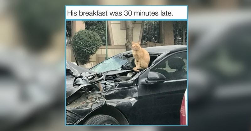 30 Unhinged Little Meowers With Midnight Zoomies 