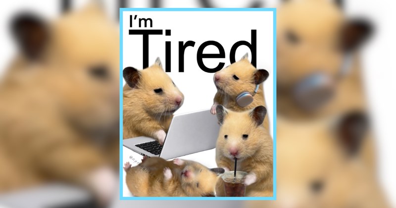 22 Sleep Deprived Memes of Animals to Get You Through Midweek Meltdowns