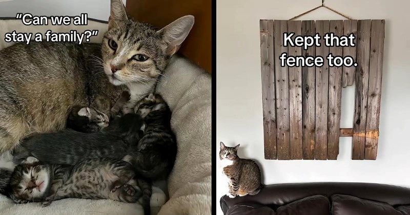 Pregnant stray cat finds her way into man's house through a fence hole, he brings her in, adopts the proud Mom and her entire litter: ‘I couldn't bring myself to separate them’