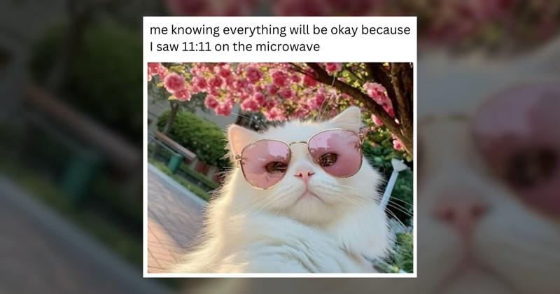 cat-memes cats cat memes funny cute kittens