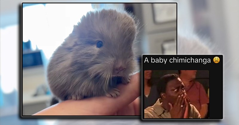 cute baby chinchillas