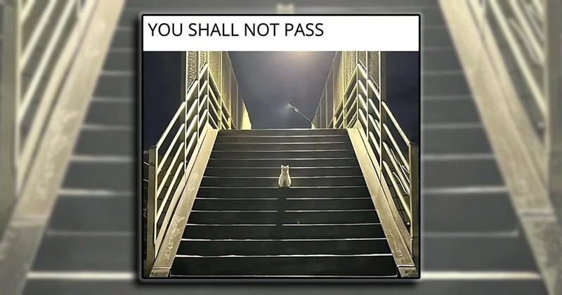 wholesome witty friends cute whimsical happy whimsy Cats funny Cats - 44807173