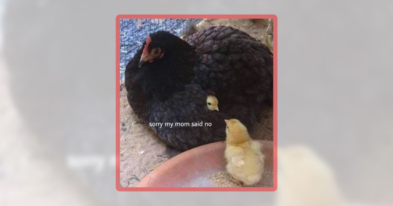 20 chicken memes | thumbnail includes one meme including 'sorry my mom said no'