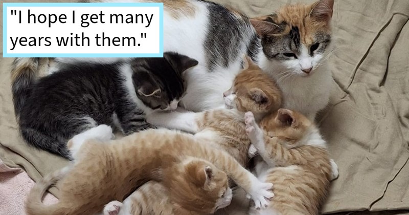  Stray kitten becomes rescuer’s soul cat after being saved from Toronto garbage dump with surprise litter cat babies waiting be born, cat mom says: ‘We have bonded beyond what ever expected I am madly in love with all them.’ | thumbnail includes one image which shows a calico mother cat with three orange kittens and one black and white kitten ‘“I hope I get many years with them.”’