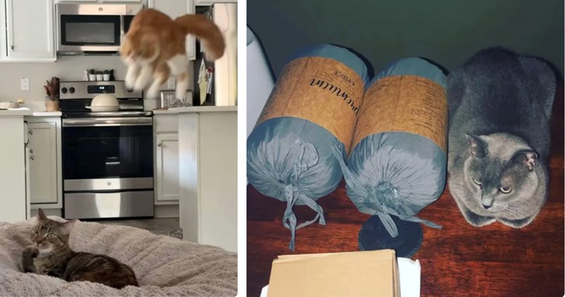 26 funny pictures of cats | Thumbnail includes one picture of an orange cat pouncing on a tabby cat, and one picture of a gray cat sitting next to two sleeping bags 