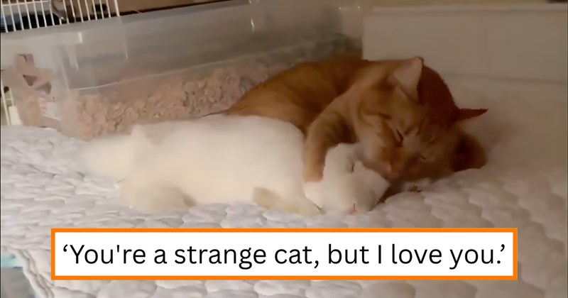 Pictures, comments, and video of an orange cat grooming a white bunny | Thumbnail includes one picture of an orange cat grooming a white bunny and one picture of text including '‘You're a strange cat, but I love you.’'