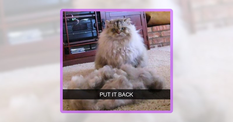 20 cat memes | thumbnail includes one meme including 'PUT IT BACK'