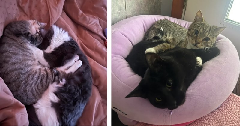 Man left with tough decision whether to separate his three cats or let them go furrever after breakup with girlfriend of four years