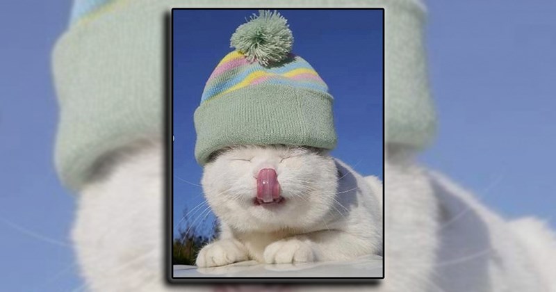 adorable cats in hats