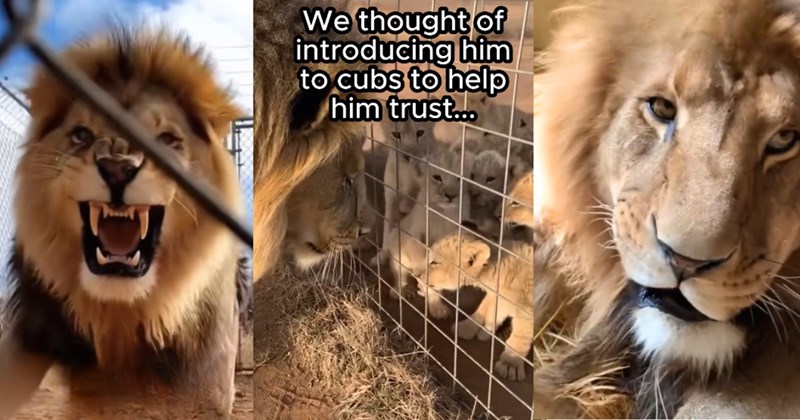 lion zoo cubs cat cats wild wild-animals animals rescued