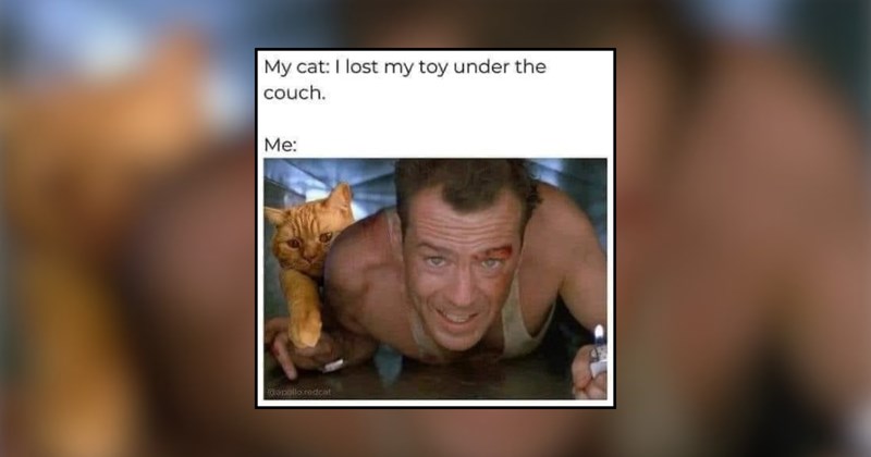 funny cat memes cute cat memes adorable cats true story love cats cute cats cats in charge funny cats Cats Cats - 44821253