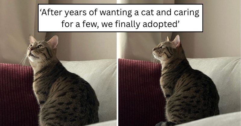 26 pictures of cats and text | thumbnail includes two pictures of a cat and one picture of text including '‘After years of wanting a cat and caring for a few, we finally adopted’' 