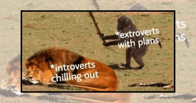 wild animals adorable animals funny animal memes acting like animals animal memes Funny Memes - 44822277