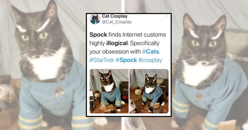 cat pictures funny cat tweets funny cats cat tweets Cats cat memes Cats - 44822789