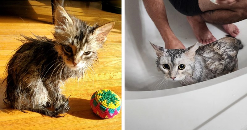 20 Sweet Soaked Cattos fur Your Awwfternoon Snack  | thumbnail includes two images one image shows a tabby kitten soaked looking angry sitting on floor, the other image shows siberian cat in bathtub soaked with person behind the cat