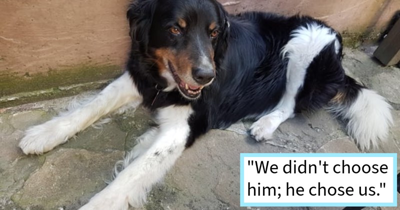 Ugly puppy who followed girl home until she adopted him saves girl’s life after she unexpectedly collapsed while home alone, girl says: ‘ will never, ever be able thank him enough choosing follow stupid 13-year-old girl home.’ | thumbnail includes one image which shows a black and white dog lying on floor outside ‘“We didn’t choose him; he chose us.”’