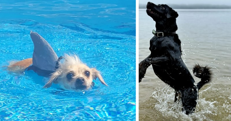 20 Drenched Doggo Pics fur Pawrents Who Love Smell Wet Dog | thumbnail includes two images one image shows a small white dog swimming in swimming pool wearing life preserver with shark fin, the other image shows medium black dog in lake jumping up 