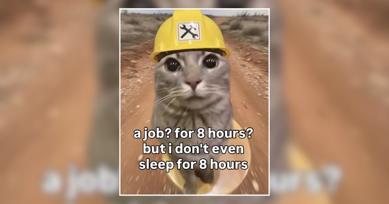 Lazy Weekend Animal Memes to Lock Out of the Work Week