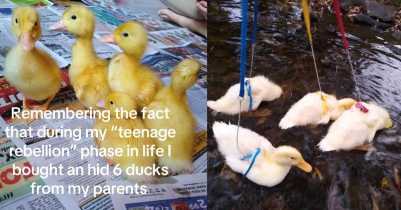 teen rebellion duck ducklings adorable parents funny