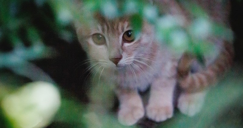 cute cats friends with wild crows