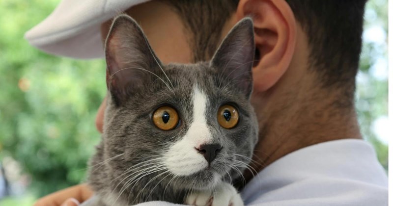 cat cats kitten hvac home homeowners buyers rescue