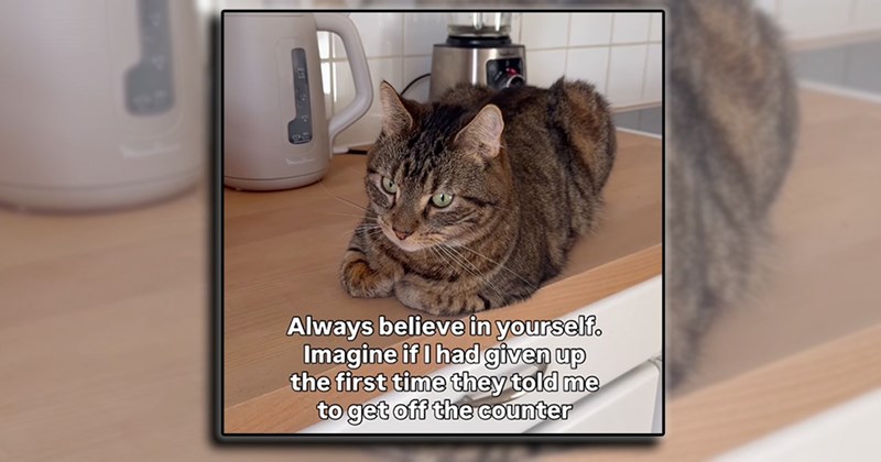wholesome funny cats feline meow love happy Cats animals Funny Animals - 44832517