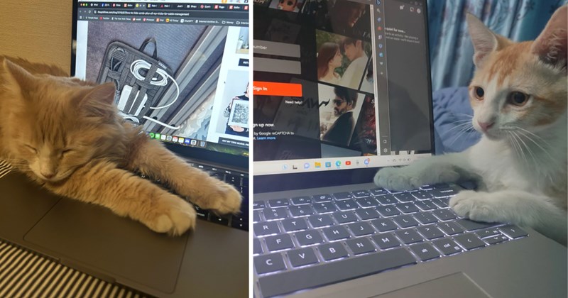 22 cat pictures | thumbnail includes two pictures of cats