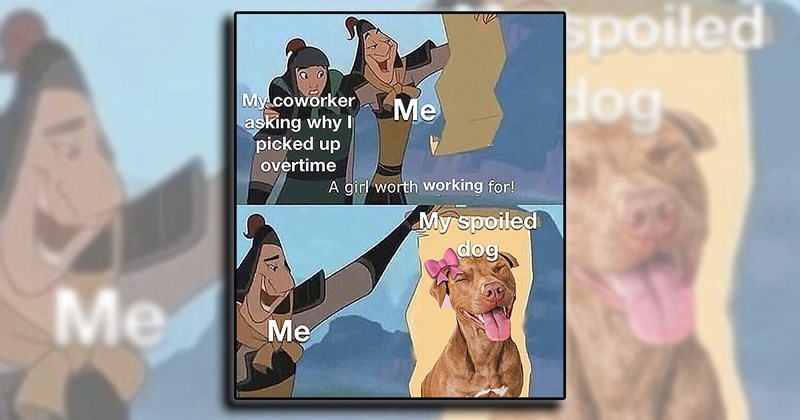 wholesome dogs pets cute doggo love laughing funny happiness animals Funny Animals - 44844549