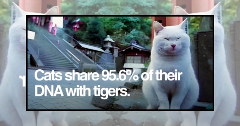 facts Cats animals true facts Cats - 44844805