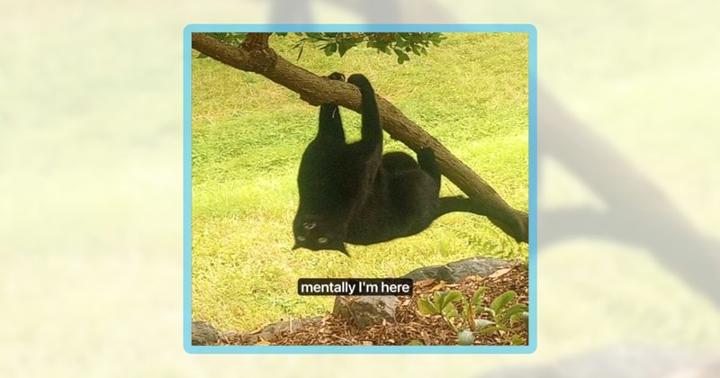 30 cat memes | thumbnail includes one meme including 'mentally I'm here'