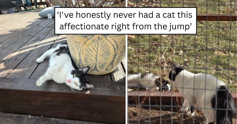 27 pictures of cats and text | thumbnail includes two pictures of cats and one picture of text including '‘I've honestly never had a cat this affectionate right from the jump’' 