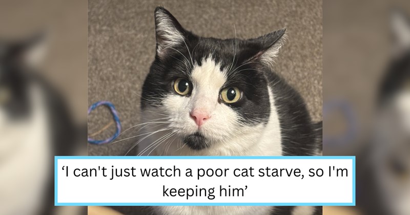 Story of a man rescuing a cat and becoming a cat person | Thumbnail includes one picture of a black and white cat, and one picture of text including '‘I can't just watch a poor cat starve, so I'm keeping him’'