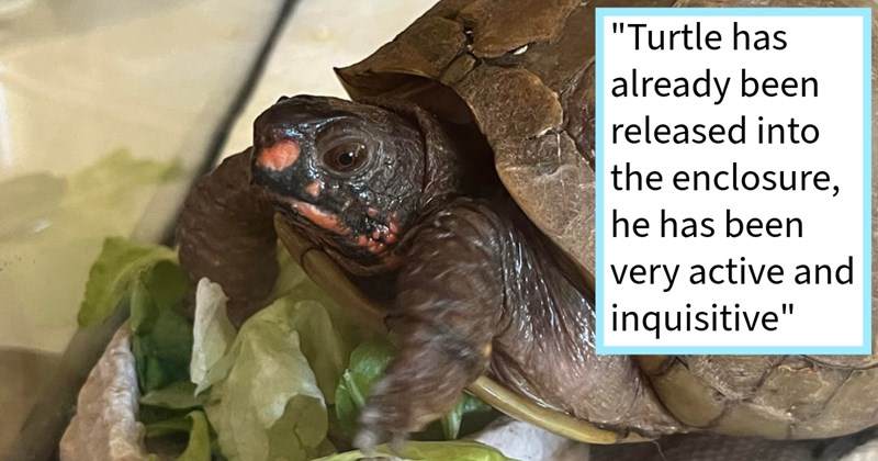  Abandoned pet turtle rescued animal loving family after lengthy time alone gets luxury outdoor terrarium complete flowers, food canine sibling: ‘It looked like he had been out there for awhile so we decided adopt him’ | thumbnail includes one image which shows a box turtle standing on lettuce ‘“Turtle has already been released into the enclosure, he has been very active and inquisitive”’