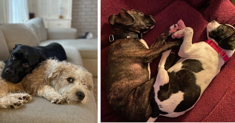 22 Snuggly Puppers Curled Up Cute Can Be  | thumbnail includes two images one image shows a black and cream colored lying on each other on couch, the other image shows a black and white dog and a brown dog lying paws to paws on a couch