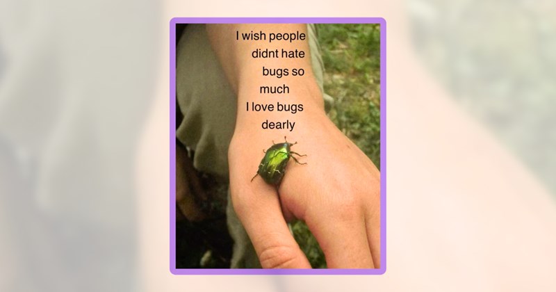 24 insect memes | thumbnail includes one meme including 'I wish people didnt hate bugs so much I love bugs dearly'