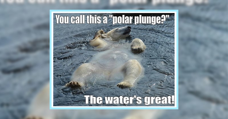 23 Wonderfully Distracting Animal Memes Hoomans Who Want Less Work | thumbnail includes one image which shows a polar bear lying on its back in water ‘You call this a “polar plunge?”’ ‘The water’s great!’