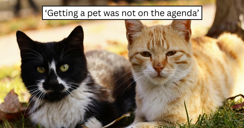 21 pictures of cats and text | thumbnail includes one picture of cats and one picture of text including '‘Getting a pet was not on the agenda’' 