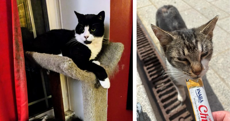 'CDS brought me two cats and a human friend too': Kind couple wants a feline duo, neighbor happens to have sister and brother cats in need of a home