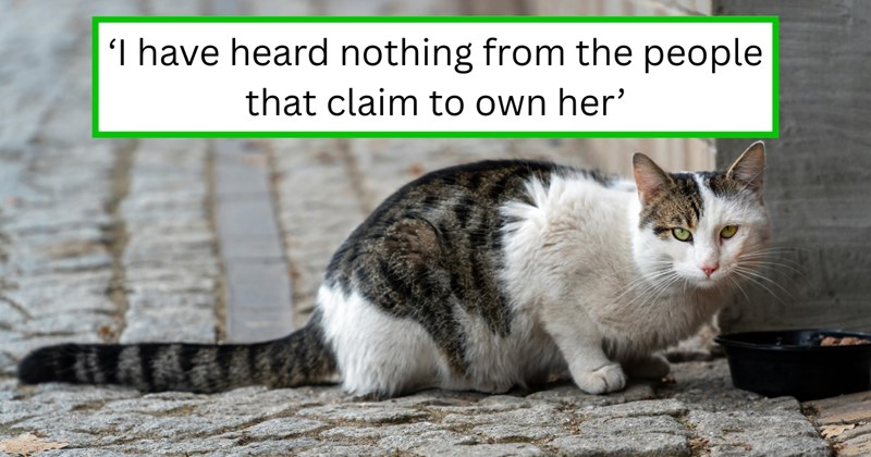 Story of a neighbor stealing a cat | Thumbnail includes one picture of a Stray Cat Feeding on Cobblestone Alley, and one picture of text including '‘I have heard nothing from the people that claim to own her’'