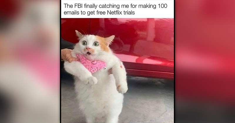 funny cat memes | thumbnail includes one meme of a cat being pulled away 'The FBI finally catching me for making 100. emails to get free Netflix trials'