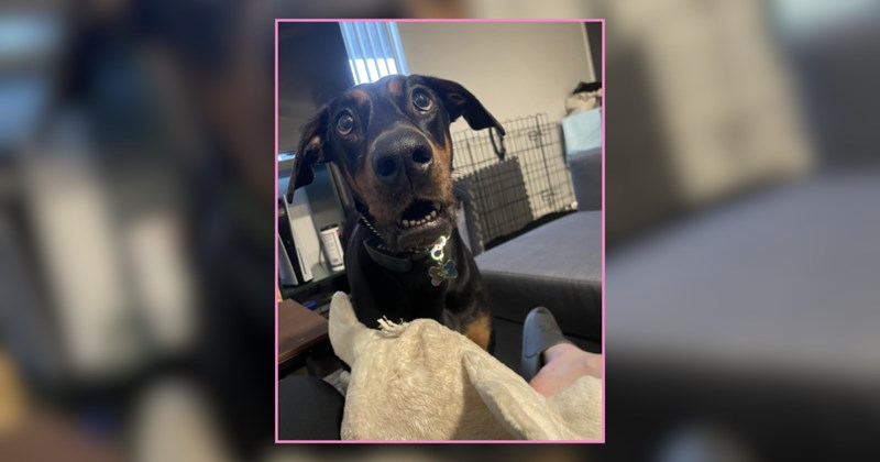 Struggling family loses their house and almost their Doberman, they put his needs first despite not having the means but eventually come out the other side happy and healthy together