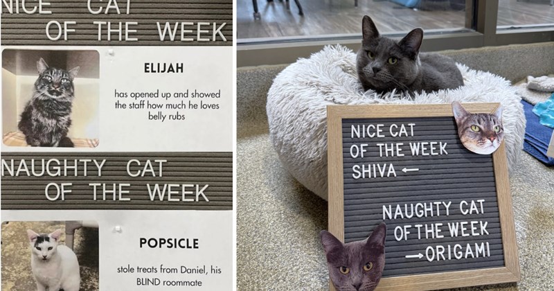 20 pictures of cats | thumbnail includes two pictures of cats 