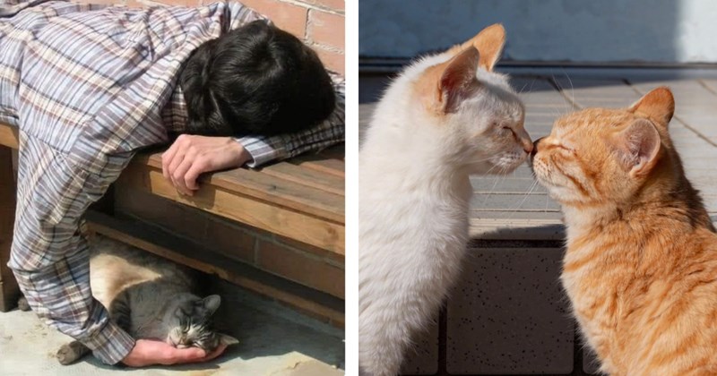 24 cat memes and pictures | Thumbnail includes one picture of a man and a cat, and a picture of cats kissing